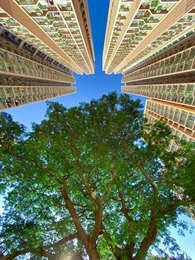 伍阳明 (季军) - 秀茂坪邨的合欢树王，曾经被报章杂志选为香港最美树木之一。一直守护秀茂坪邨居民，为野居民提供休憩的空间。